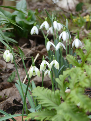 2020-02-16 Galanthus 'Cowhouse Green' 2.jpg