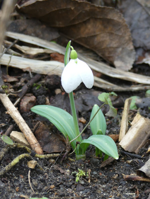 2020-02-16 Galanthus 'Fatty Puff' 1.jpg