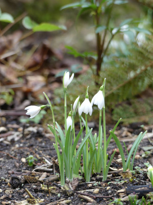 2020-02-16 Galanthus 'Gloria' 1.jpg
