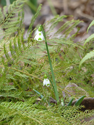 2020-02-16 Galanthus 'Lucy' 1.jpg