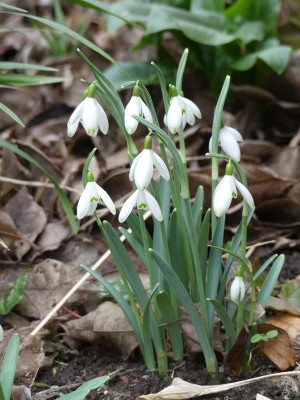 2020-02-16 Galanthus 'Maximus' 1.jpg