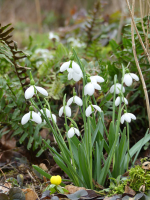 2020-02-16 Galanthus 'Merlin' 1.jpg