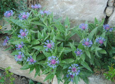 Berg-Flockenblume__X0010__T_1445.jpg