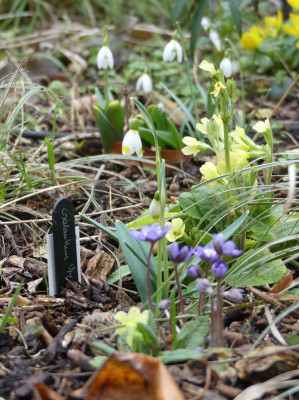 2020-02-16 Galanthus 'Midas' 2.jpg