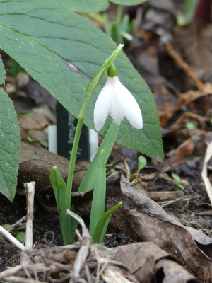 2020-02-16 Galanthus 'Sandhill Gate' 1.jpg