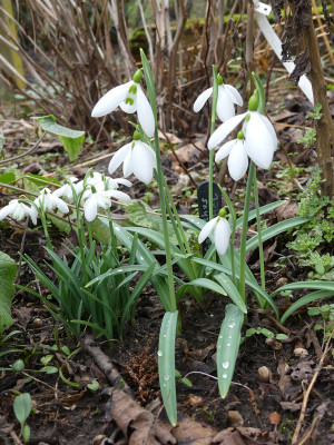 2020-02-16 Galanthus 'Sentinel' 1.jpg