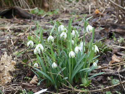 2020-02-16 Galanthus 'Viridapice' 1.jpg