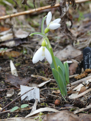 2020-02-16 Galanthus 'Yashmak' 2.jpg