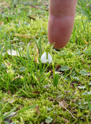 2020-02-16 Galanthus elwesii mini 1.jpg