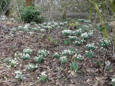 2020-02-16 Galanthus nivalis 2.jpg