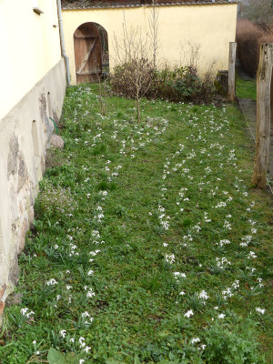 2020-02-16 Vorgarten 2.jpg