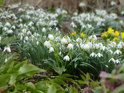 2020-02-16 Gartenimpressionen 2.jpg