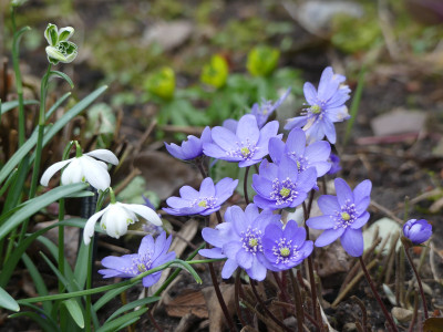 2020-02-16 Gartenimpressionen 1.jpg
