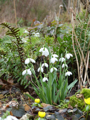 2020-02-16 Gartenimpressionen 5.jpg