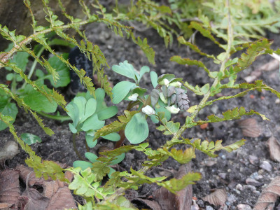 2020-02-16 Corydalis 'Snowy Owl'.jpg