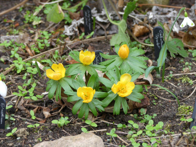2020-02-16 Eranthis 'Schlyters Orange'.jpg