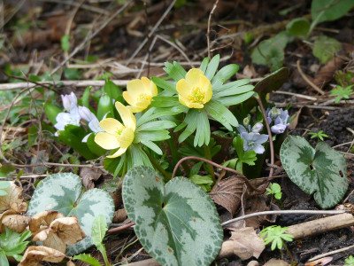 2020-02-16 Eranthis 'Schwefelglanz' 1.jpg