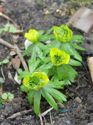 2020-02-16 Eranthis 'Andenken an Johannes Raschke' 1.jpg