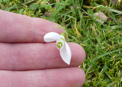 2020-02-16 Galanthus elwesii 4.jpg