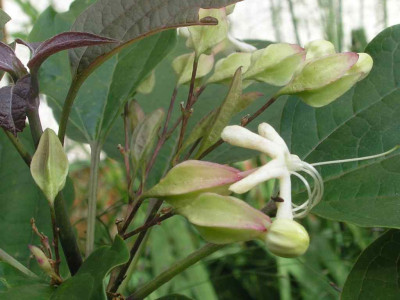 Clerodendron_hier.jpg