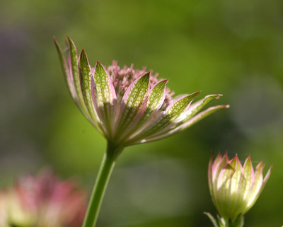 Astrantia-Roma-140707.jpg
