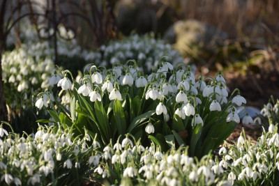 galanthus_nochmal.jpg