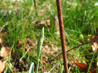 Galanthus elwesii Fieldgate Forte P2150215.JPG