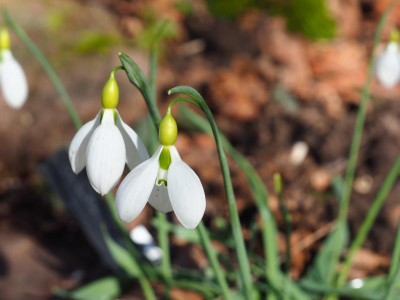 Galanthus gracilis Highdown P2150211.JPG