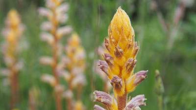Orobanche Sommerwurz P5010313.JPG