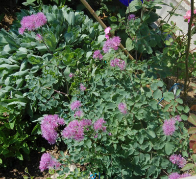 Akeleiblattrige_Wiesenraute_X0010__T1_2647.jpg