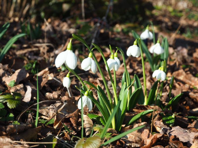 Galanthus plicatus Augustus P2070202.JPG