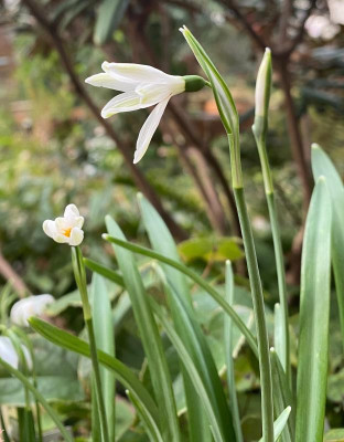 galanthus-gloria-sharman-16-2-20.jpg