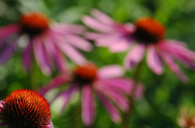 Echinacea_5_15-07-2007.jpg
