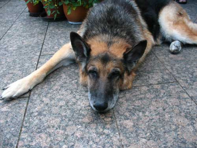 schlaeferhund.jpg