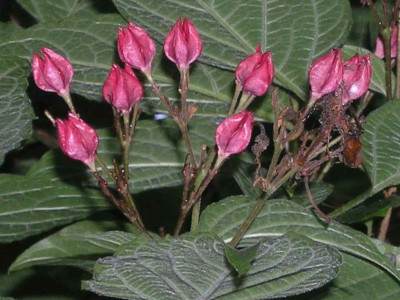 Clerodendron_im_Park.jpg