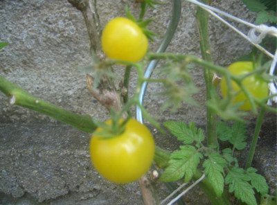 tasty1.jpg