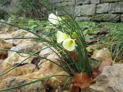 Narcissus bulbocodium 20200217_01.JPG