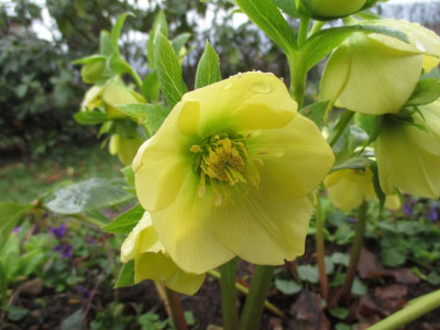Helleborus cyclophyllus 20200217.JPG