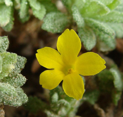 Dionysia aretioides20-1.jpg