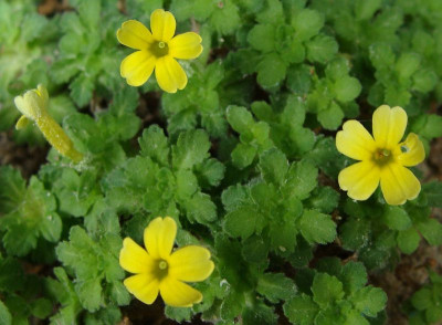 Dionysia sarvestanica20.jpg