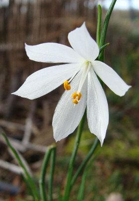 Olsynium douglasii alba 20-1.jpg
