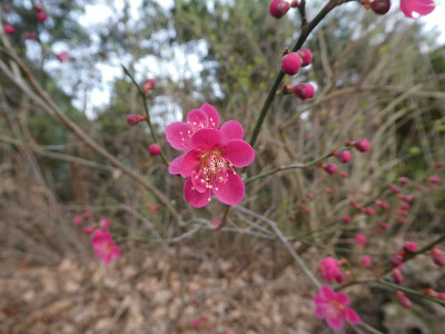 Prunus ume 200217.jpg