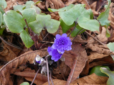 Hepatica gefüllt von Axel 200217.jpg