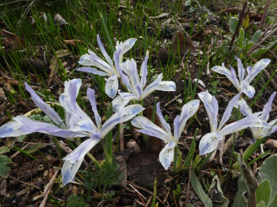 Iris 'Painted Lady' 200217.jpg