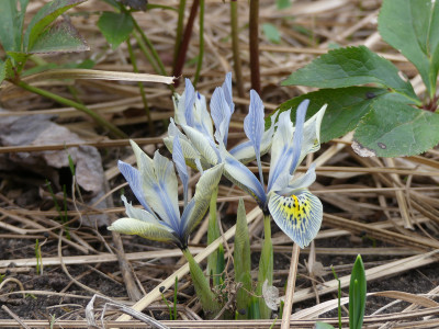 2020-02-17 Iris reticulata.jpg