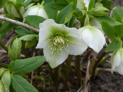 2020-02-17 Helleborus x hybridus 5.jpg