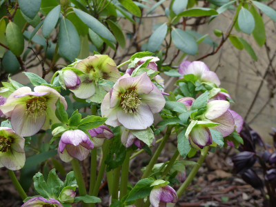 2020-02-17 Helleborus x hybridus 4.jpg