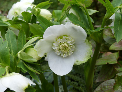 2020-02-17 Helleborus x hybridus 3.jpg