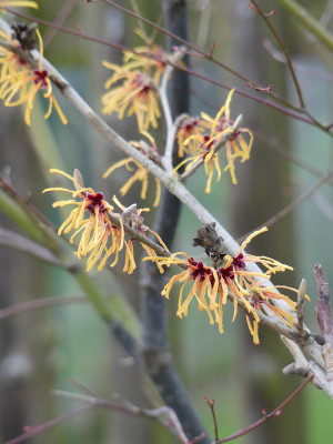 2020-02-17 Hamamelis 1.jpg