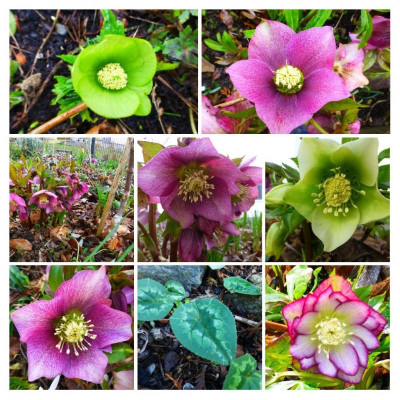 20200217_223535-COLLAGE.jpg